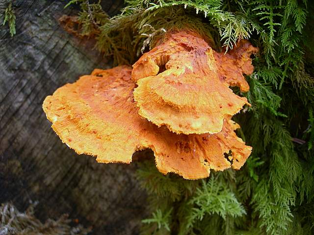 Pycnoporellus fulgens  (Fr.)  Donk
